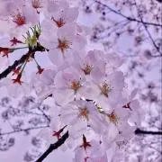 さくら☆の画像