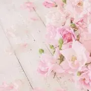 たこの画像