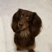 ぴろの画像