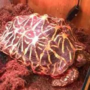 ホシガメの画像