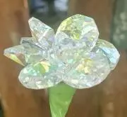 シャチ