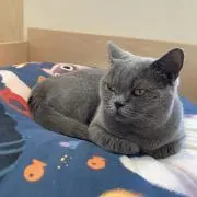 なんぼうの画像