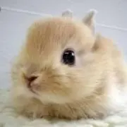 ラビット♡