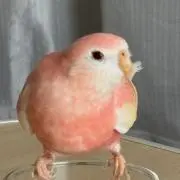 ももの画像