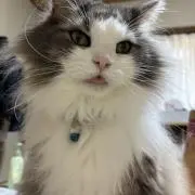 ルイまるの画像