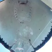 すーの画像