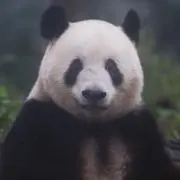 Xiangco3の画像