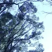 とまり木の画像