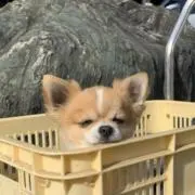 ちみの画像