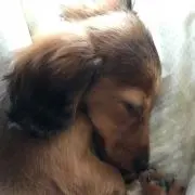 くりママの画像