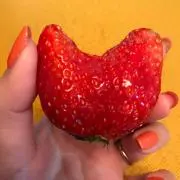 いちこの画像
