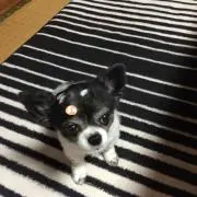 順子の画像