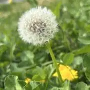 つんつんの画像