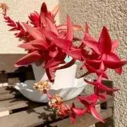 まゆまゆの画像