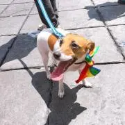 みょるの画像