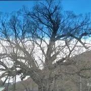 Cenoteの画像