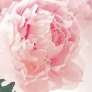 ゆきの画像