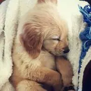 アイアイの画像