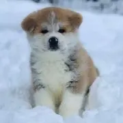 ちゃま之助