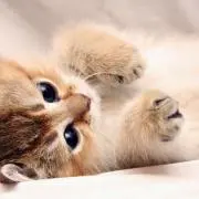 みいうみいう96の画像