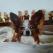 MJJの画像