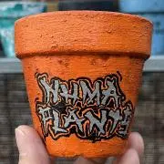 NUMA PLANTSの画像
