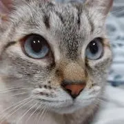 てん