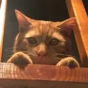 やまのん