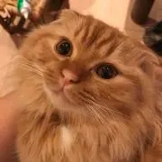 popo