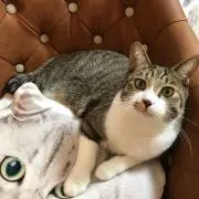 maimaiの画像