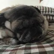 tifosiの画像