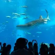 蓮見の画像