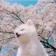 あおの画像