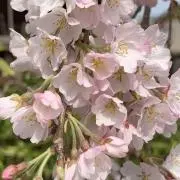 しろ