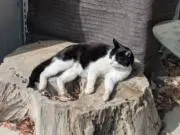 ハチワレ