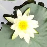 りりーの画像