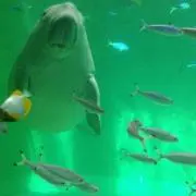 あーちゃん