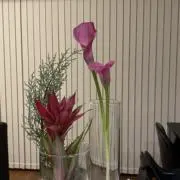 ◦̈⃝♡の画像