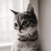 Mocoの画像