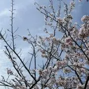 ゆきの画像