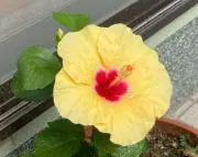抹茶わらび　コメント大歓迎の画像