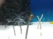Mの画像