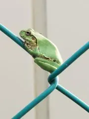 ゆきっぺの画像