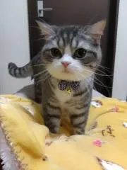 トモハリよちナオ4の画像