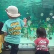 クミプゥ