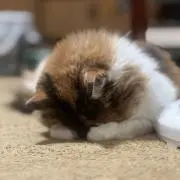 yoshiの画像
