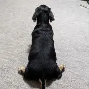 コテツの画像