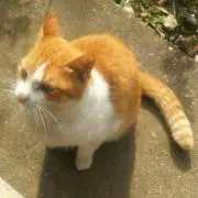 キリン