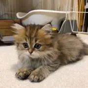 Hana888の画像