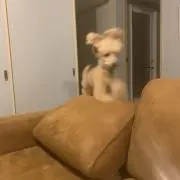 Ellieの画像